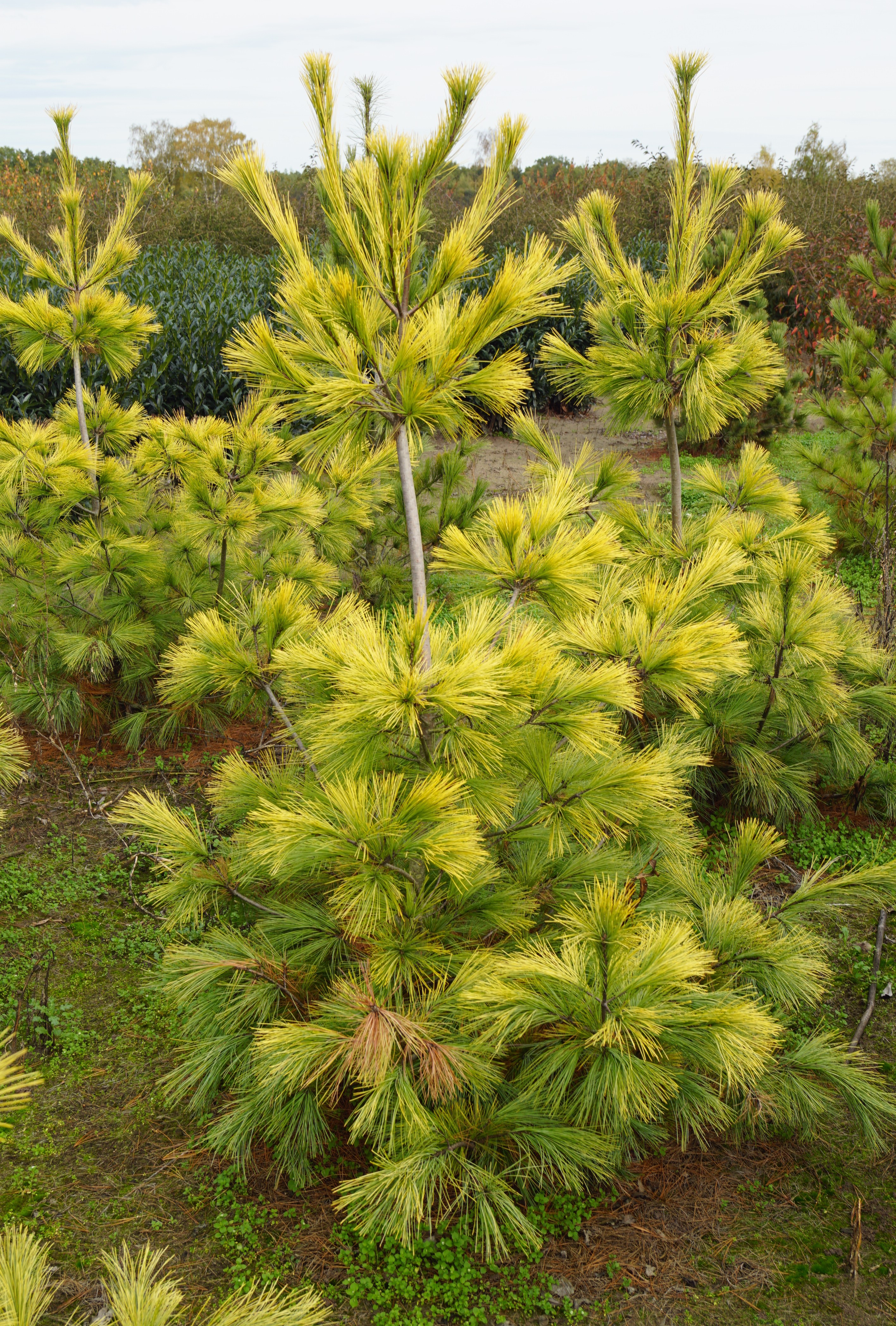 Pinus strobus 'Louie' (1)-1